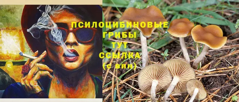 дарк нет как зайти  mega онион  Дмитров  Галлюциногенные грибы Psilocybe 